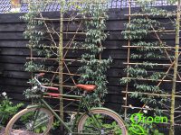 Villatuin aanleg Haarlem